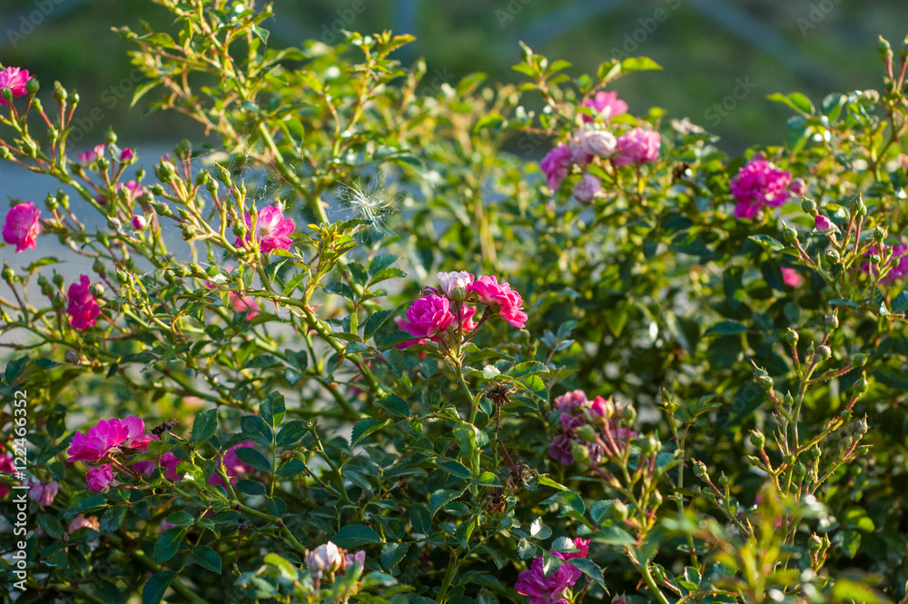 flowers small pink roses on a curb foliage background flowers small pink roses on a curb foliage background