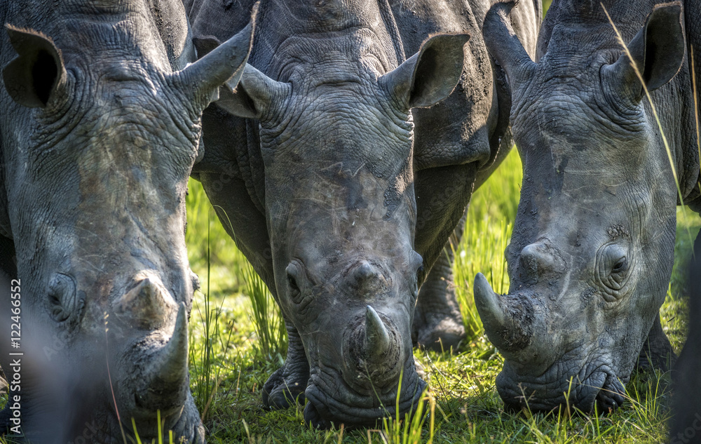 Obraz premium Ouganda