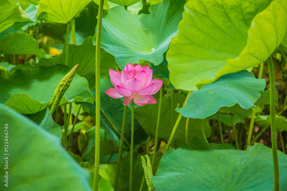 The Lotus Flower.Background is the lotus leaf The Lotus Flower.Background is the lotus leaf