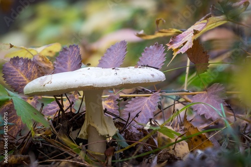 death cap mushroom in the autumn pine forest