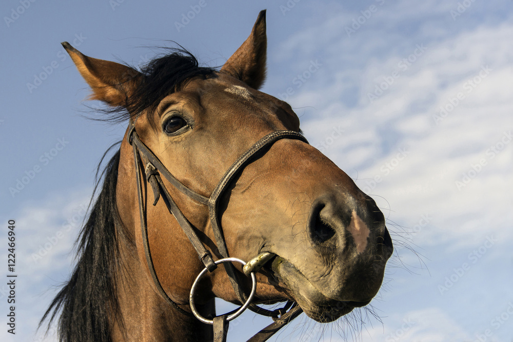 Fototapeta premium Portrait of a brown horse 