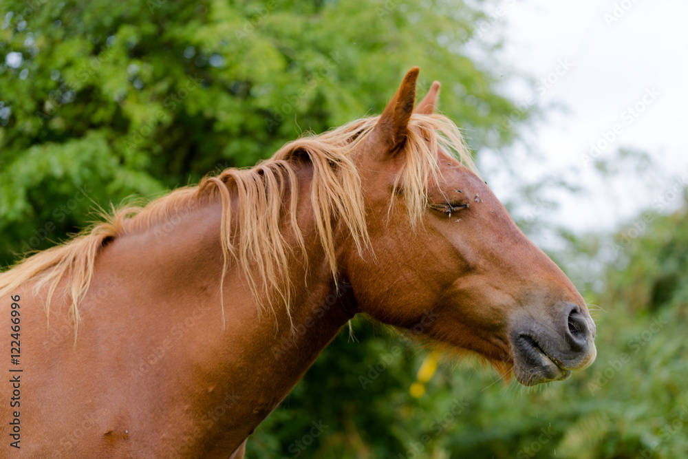 Obraz premium Horse head