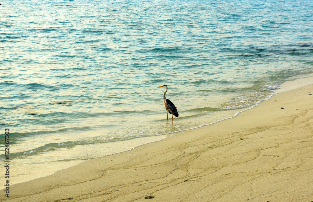 Fototapeta premium Heron, Maldives
