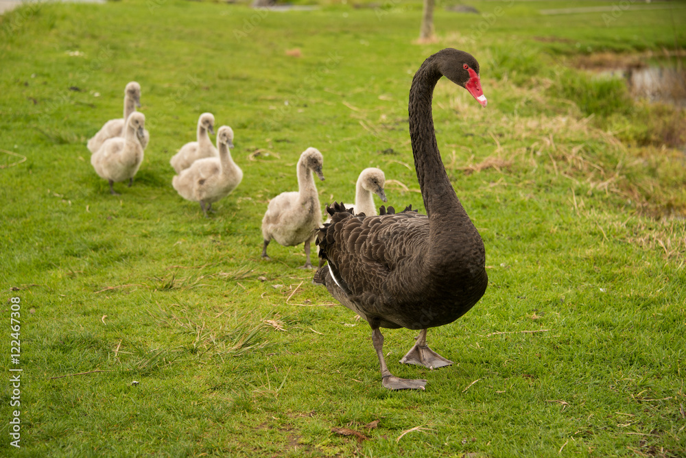 Naklejka premium Black swan with cygnets