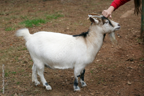 White goat gladly accepts children's hand stroking in national park
