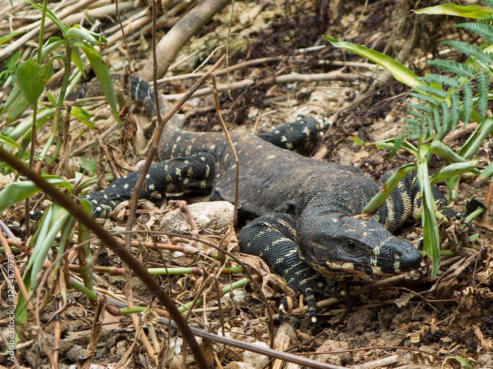Naklejka premium Lace Monitor