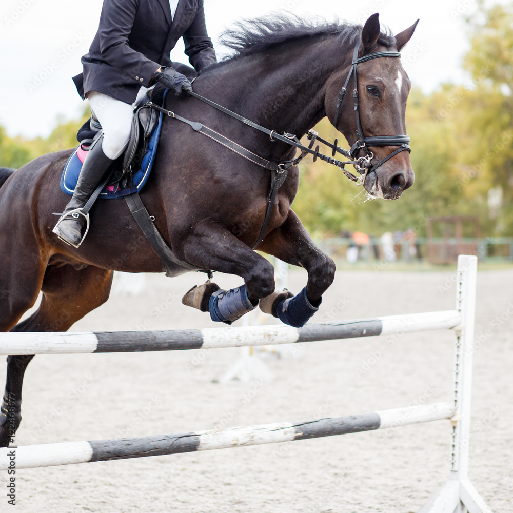 Fototapeta premium Show jumping close up image.