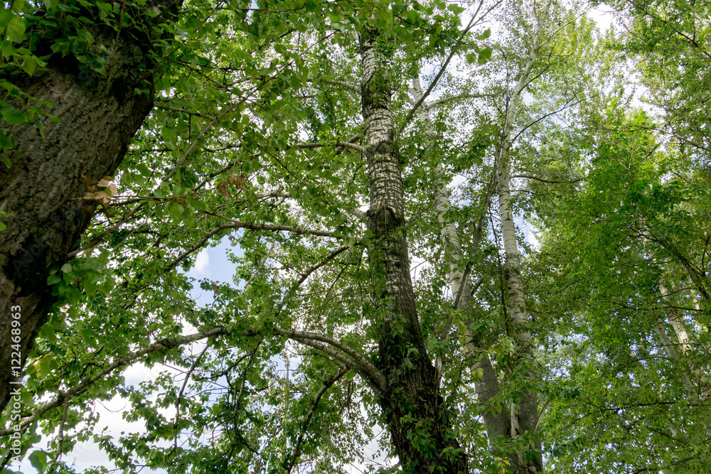 Obraz premium Green Summer Trees