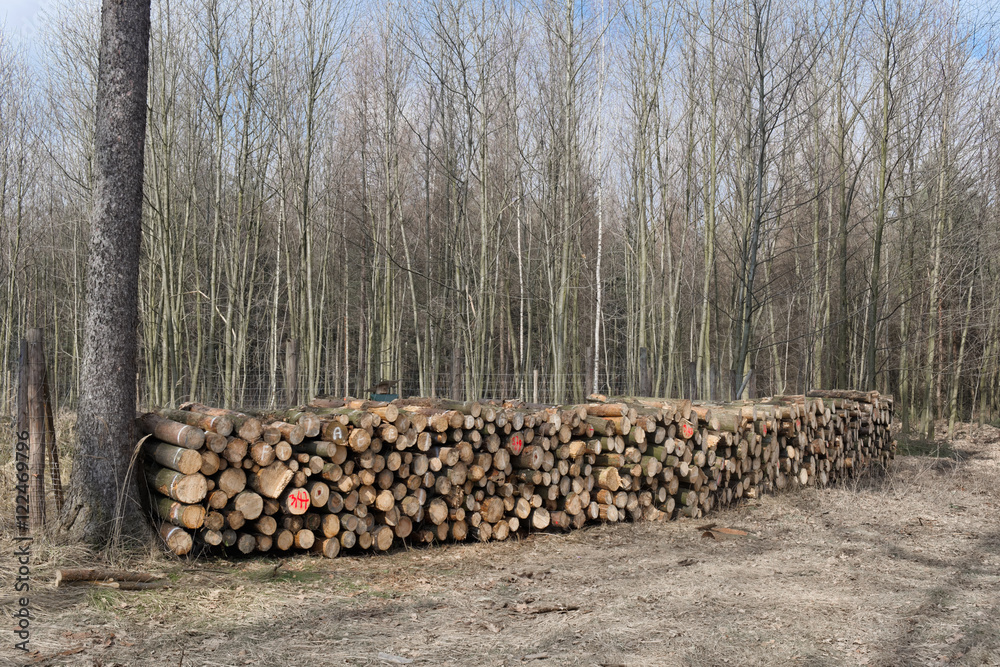 Pile of wood Pile of wood