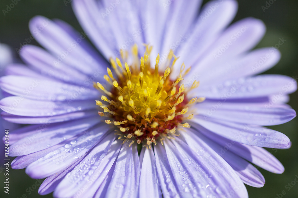 Single autumn flower of lilac aster in garden, close up Single autumn flower of lilac aster in garden, close up