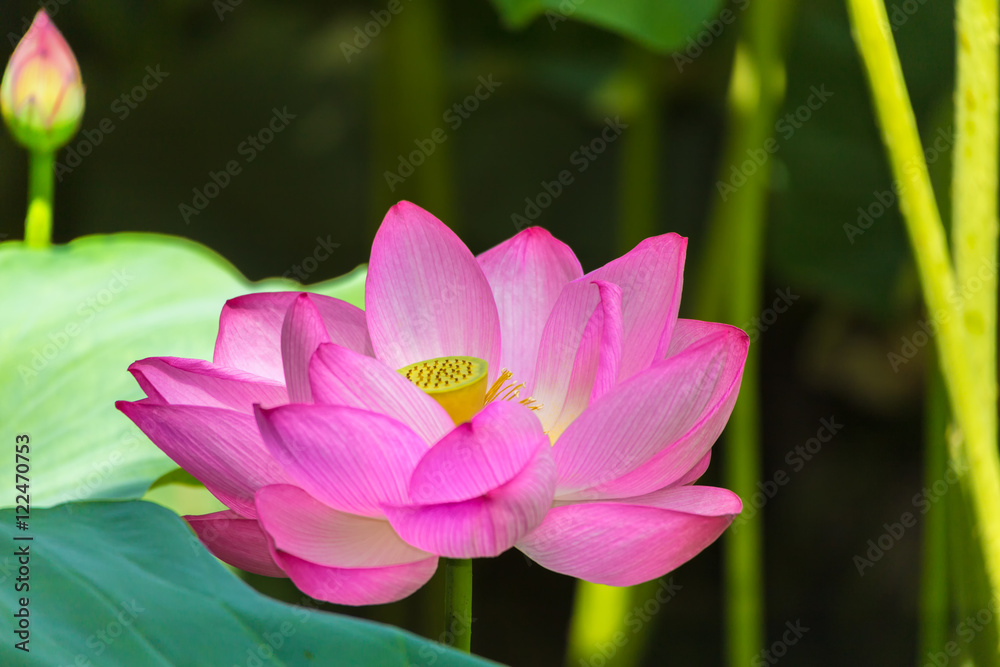 The Lotus Flower.Background is the lotus leaf and lotus bud. The Lotus Flower.Background is the lotus leaf and lotus bud.
