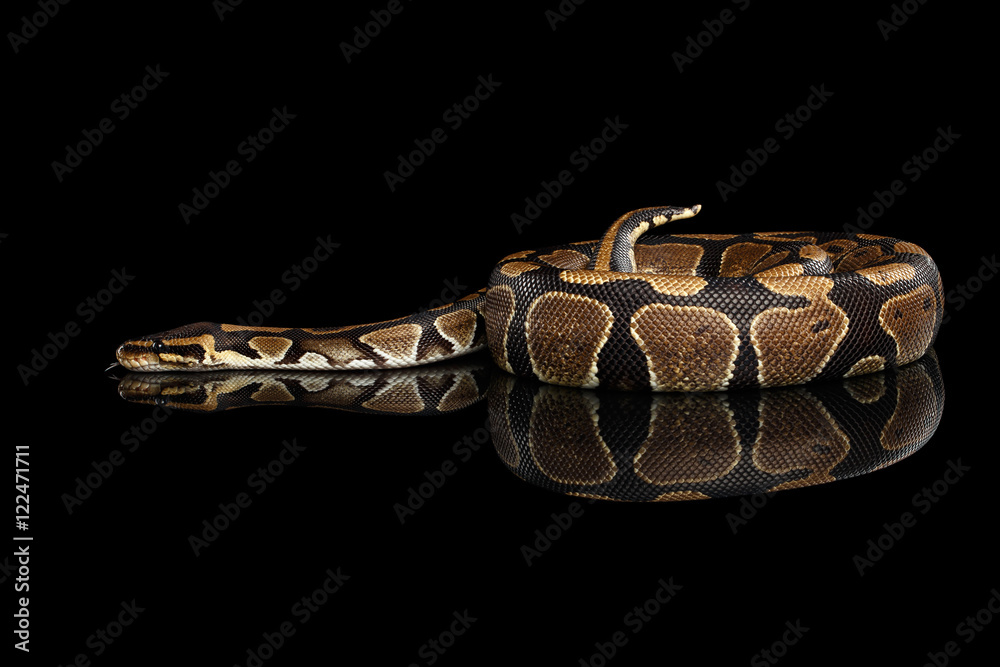 Obraz premium Ball or Royal python Snake on Isolated black background with reflection