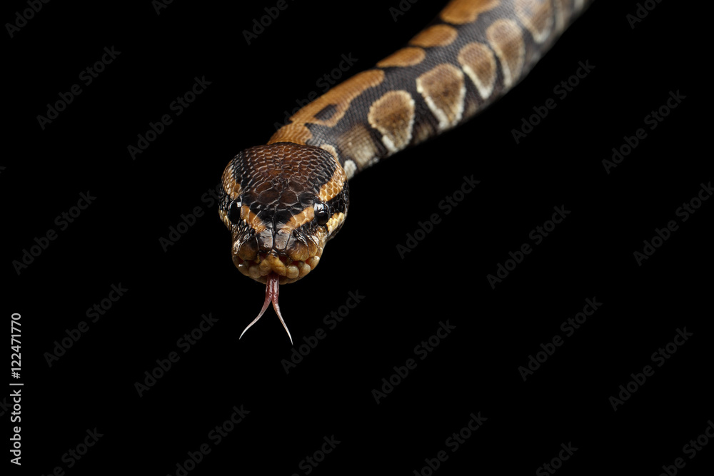 Naklejka premium Close-up Ball lub Royal python Snake z językiem na na białym tle czarnym tle