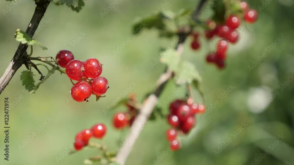 Fruit plant Ribes rubrum in natural environment shallow DOF 4K 2160p 30fps UltraHD footage - Small redcurrant deciduous shrub red berries close-up 3840X2160 UHD video Fruit plant Ribes rubrum in natural environment shallow DOF 4K 2160p 30fps UltraHD footage - Small redcurrant deciduous shrub red berries close-up 3840X2160 UHD video