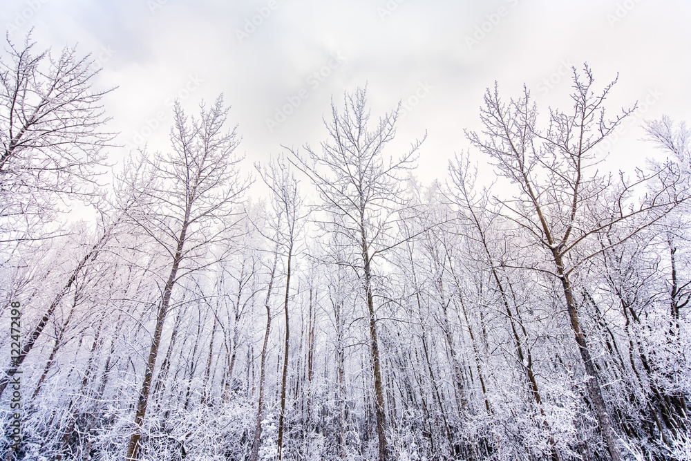 White Trees 01 White Trees 01