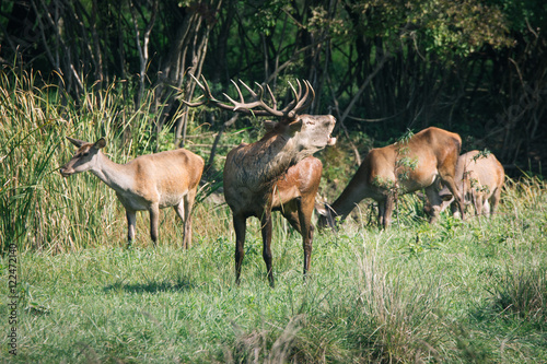 Red deer in runting season