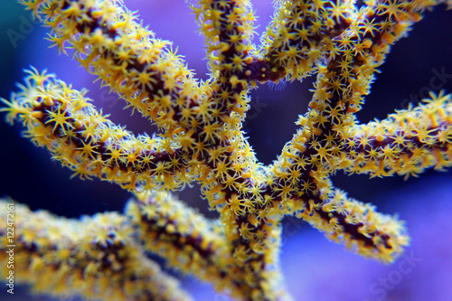 Yellow Polyps Gorgonian colony coral