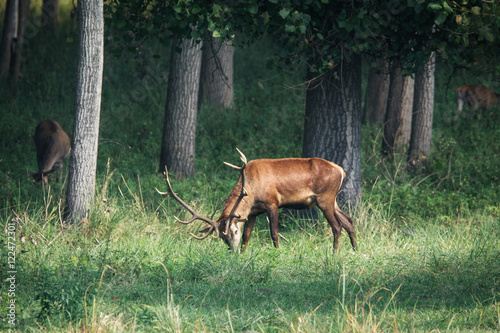 Red deer in runting season