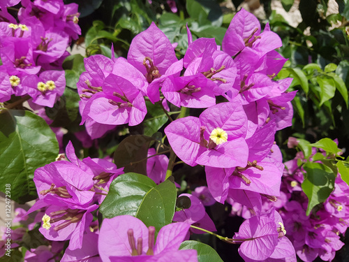 Bougainvillea  Glabra  Spectabilis