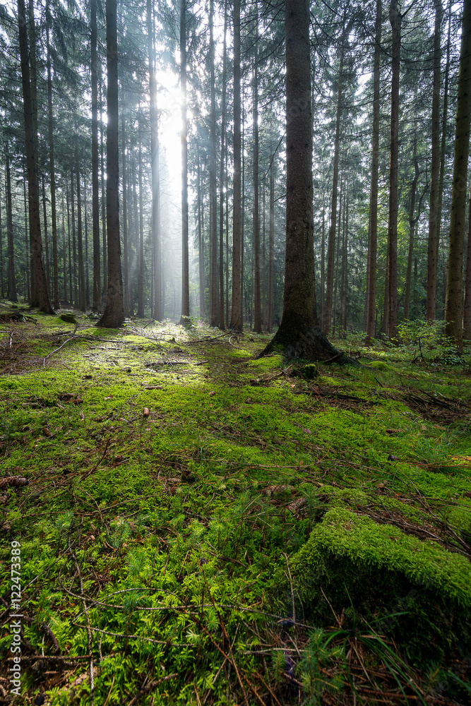 Obraz premium Wald in Deutschland