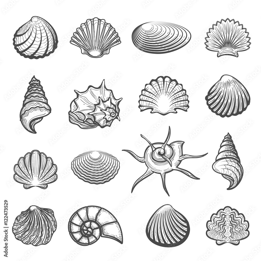 Vector hand drawn sea shell set. Shells drawing sketch isolated on white Vector hand drawn sea shell set. Shells drawing sketch isolated on white