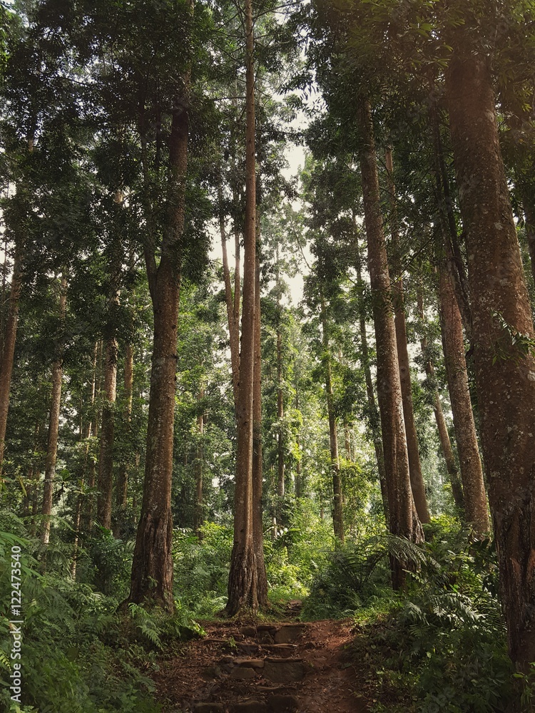 Obraz premium Hidden Forest Road