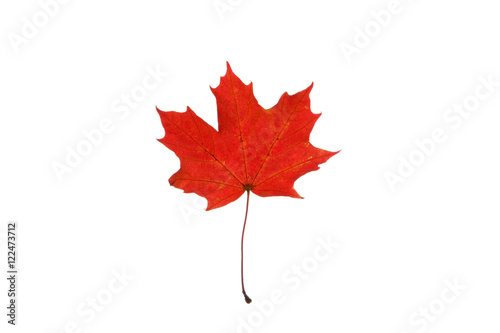 Beautiful red autumn maple leaf on the white background.