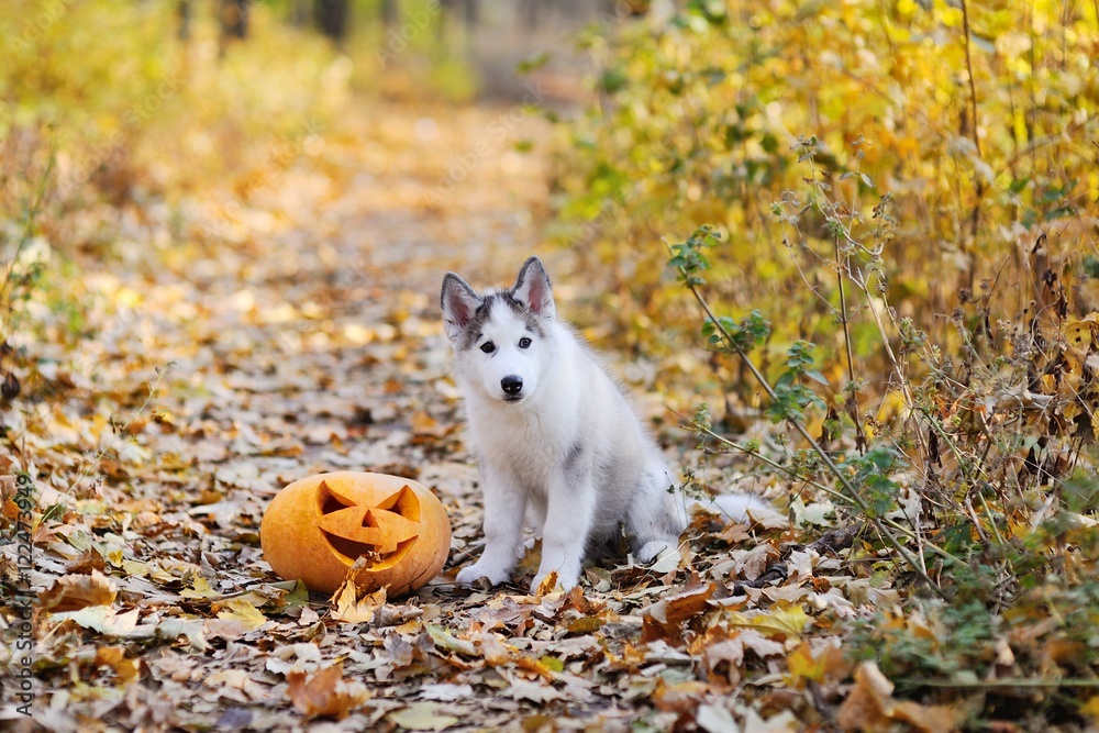 Husky dog on the background of autumn forest sitting next to a pumpkin for Halloween Husky dog on the background of autumn forest sitting next to a pumpkin for Halloween