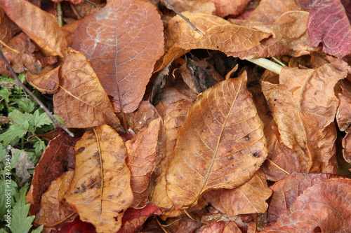 Красные и оранжевые засохшие осенние листья 