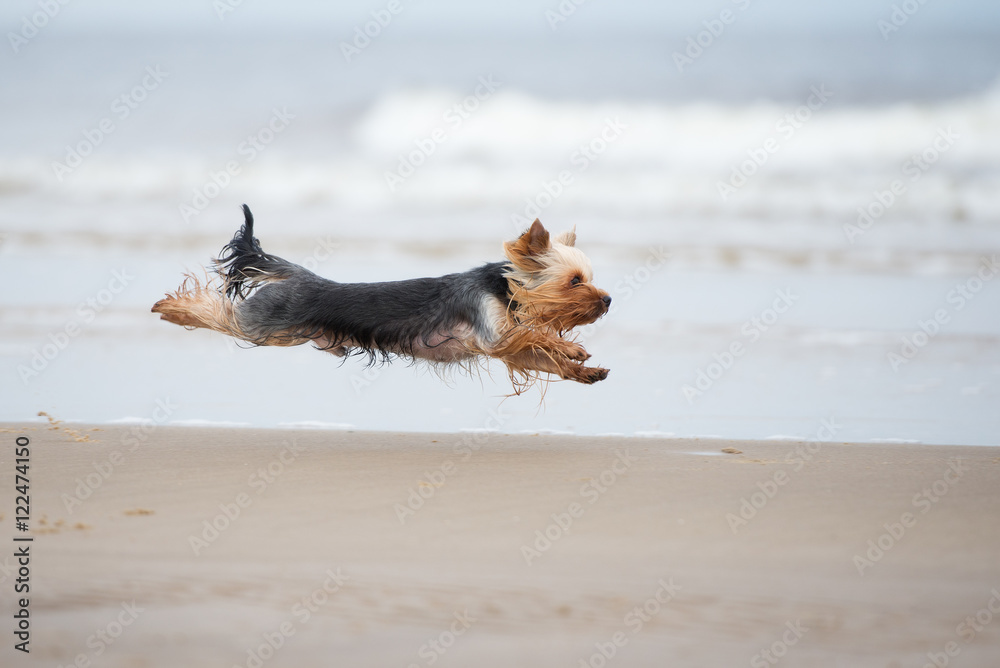 do yorkies like running