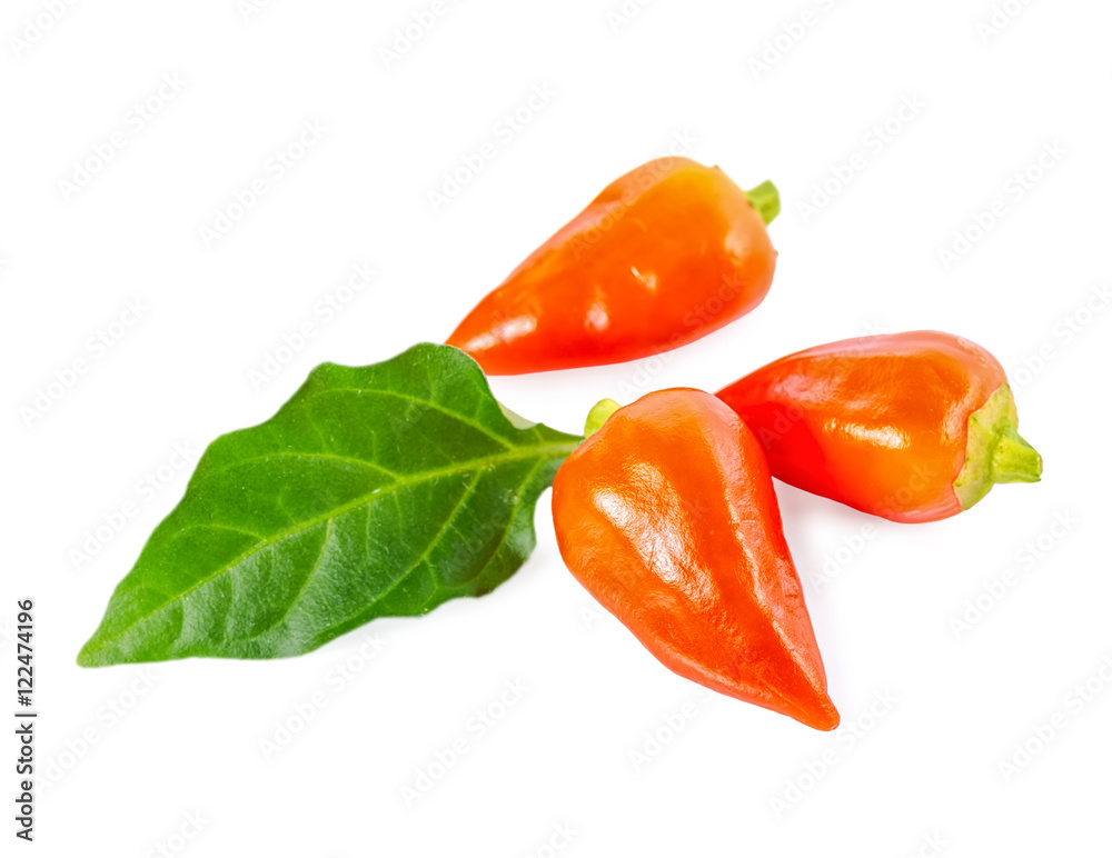 decorative orange peppers Capsicum Gemeng with green leaf is iso decorative orange peppers Capsicum Gemeng with green leaf is iso