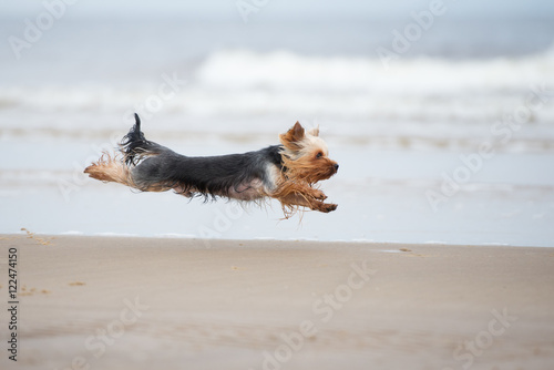 yorkshire terrier dog running on a beach photo