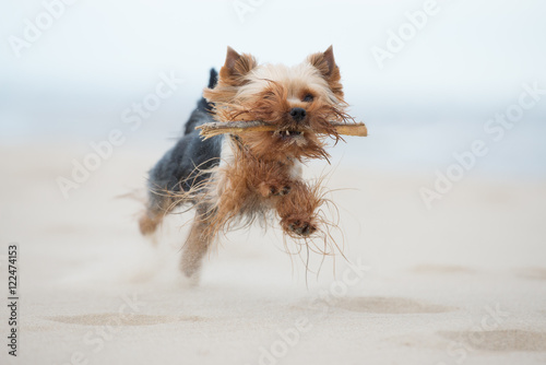 yorkshire terrier dog running on a beach