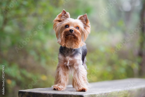 yorkshire terrier dog posing outdoors © otsphoto