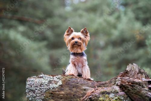 yorkshire terrier dog outdoors in autumn photo