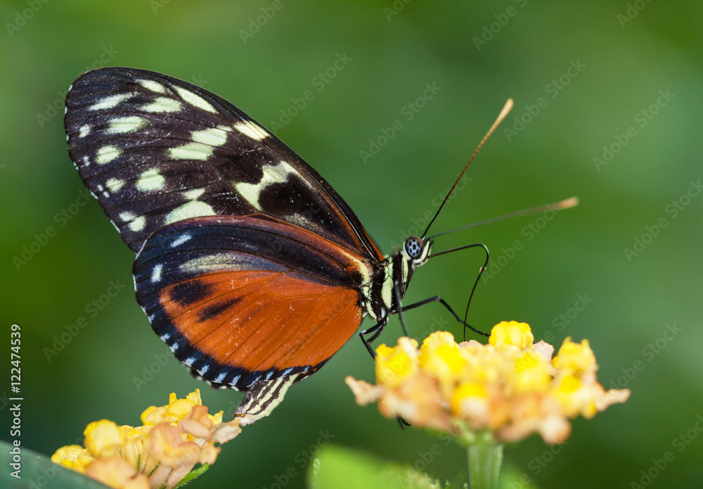 Obraz premium Papillon Heliconius hecale sur une fleur