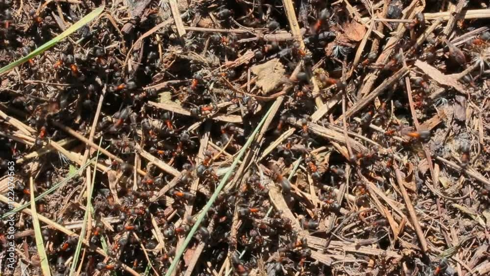 A Large Crowd Ants Move Very Quickly. Top View Closeup A Large Crowd Ants Move Very Quickly. Top View Closeup