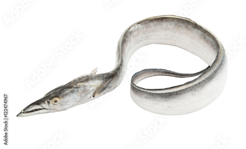 Ribbon fish isolated on white background, Trichiurus lepturus photo