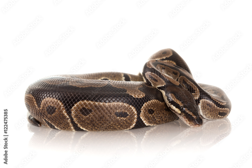 Snake Snake