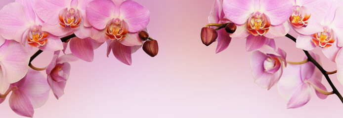 Poster Orchidee Roze orchideebloemen in bloei  © Ortis