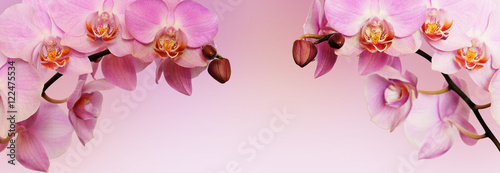 Obraz na płótnie Pink orchid flowers