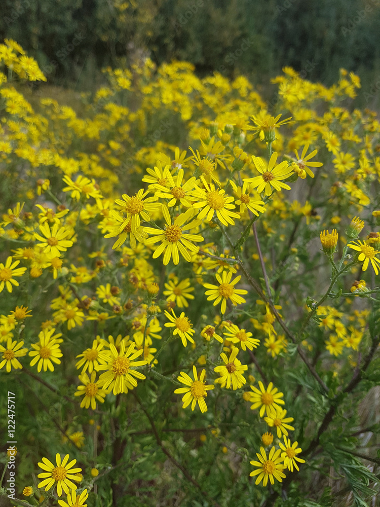 Obraz premium Jakobskreuzkraut; Kreuzkraut; Senecio; jacobeae