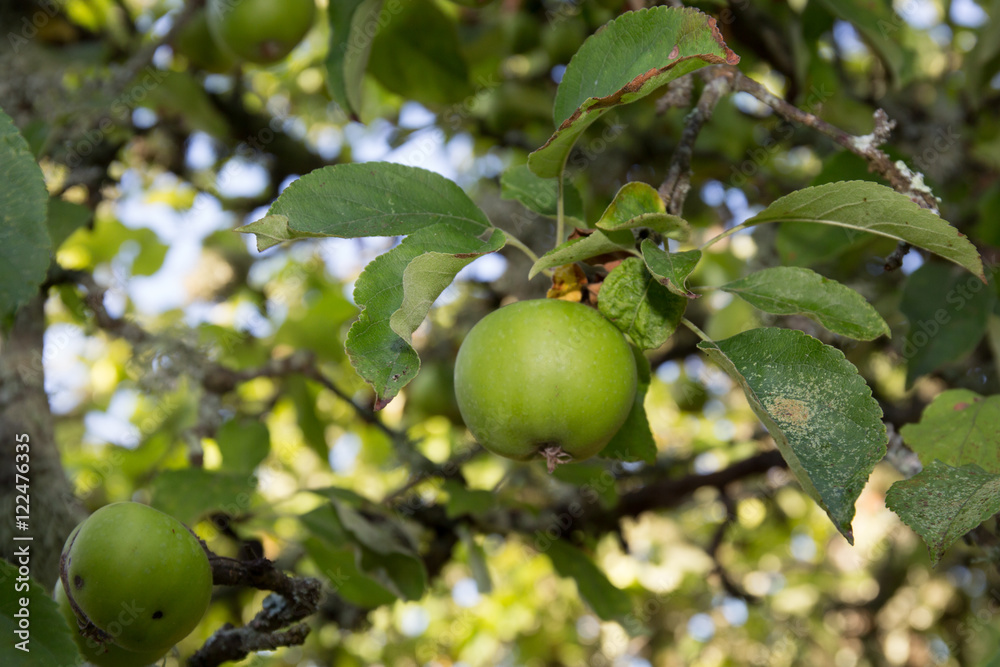 Green apples on a branch ready to be harvested, outdoors,