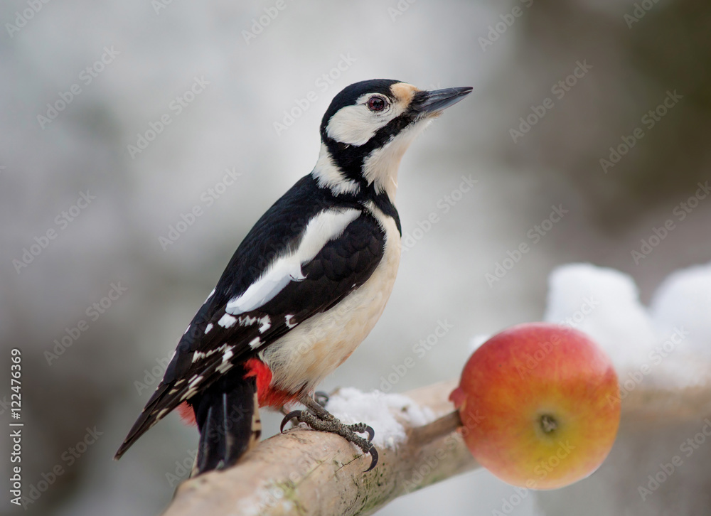 Fototapeta premium Great spotted woodpecker