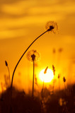 Two dandelion on background of the setting sun