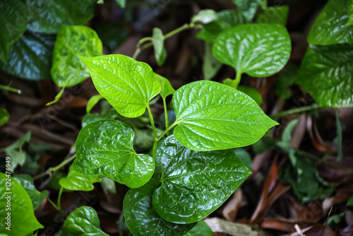 Wildbetal Leafbush