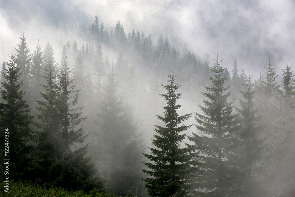 pine forest in mist