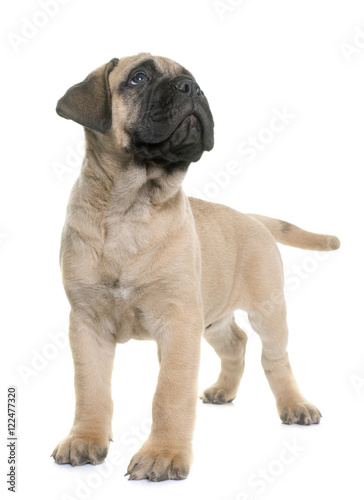 puppy bull mastiff