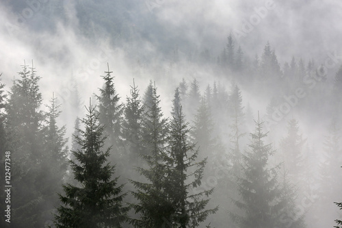 pine forest in morning fog