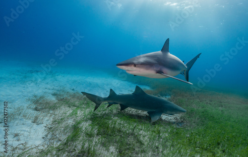 Tiger shark underwater view Grand bahama Bahamas.